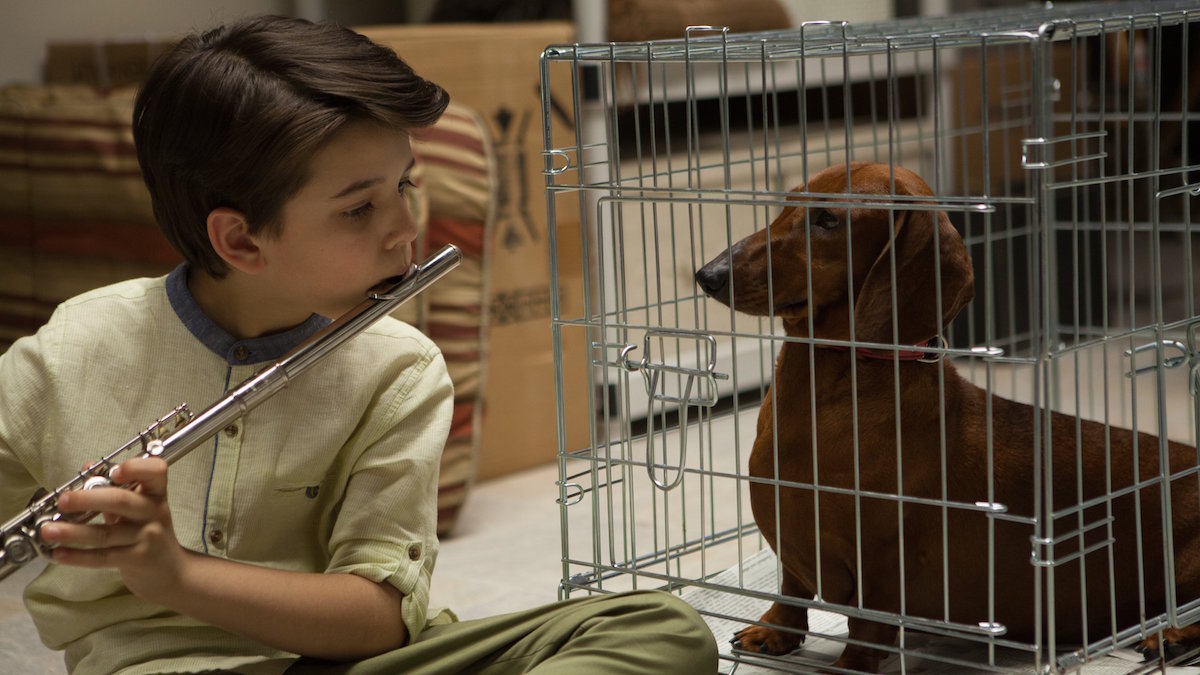wiener-dog