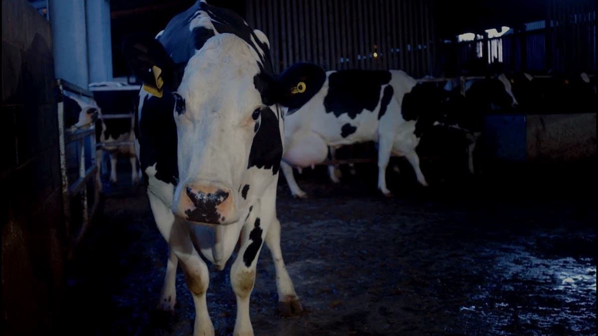 cow (2021)