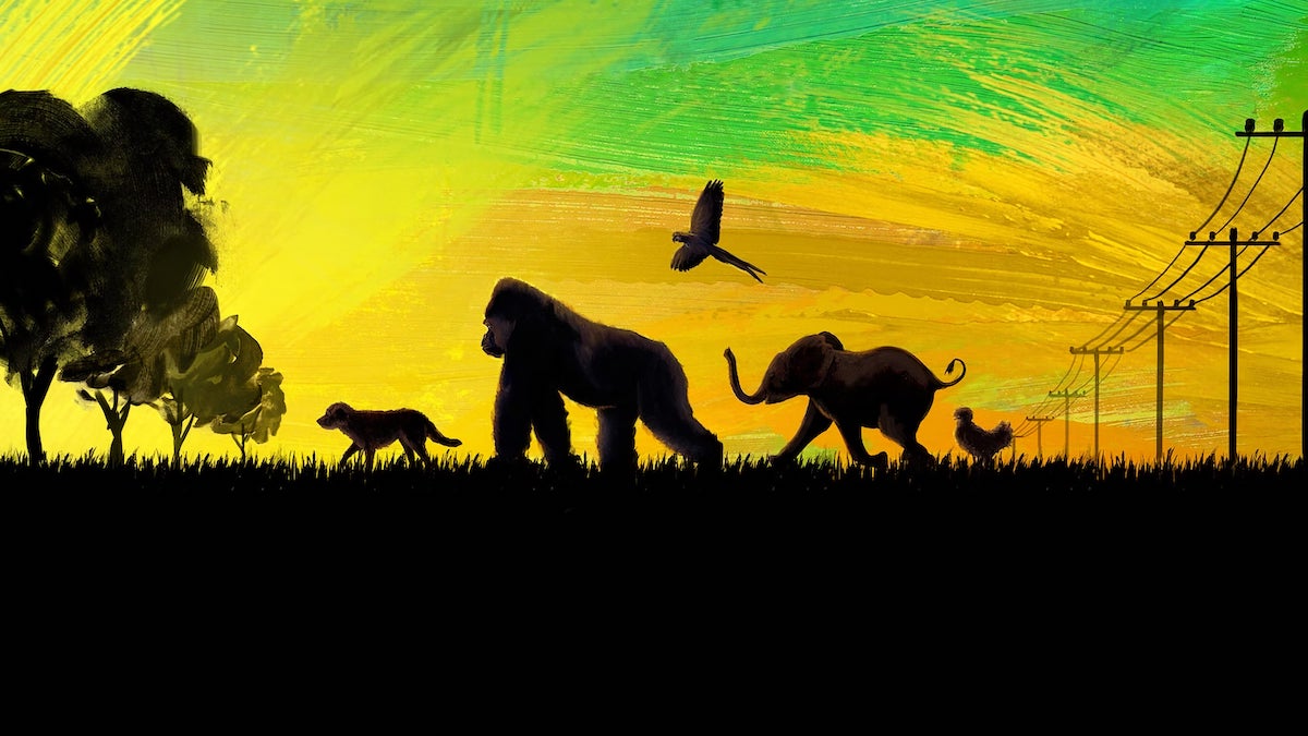 the one and only ivan (2020)